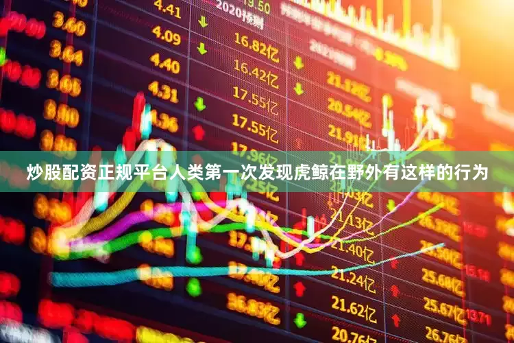 炒股配资正规平台人类第一次发现虎鲸在野外有这样的行为