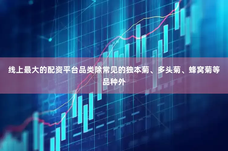 线上最大的配资平台品类除常见的独本菊、多头菊、蜂窝菊等品种外